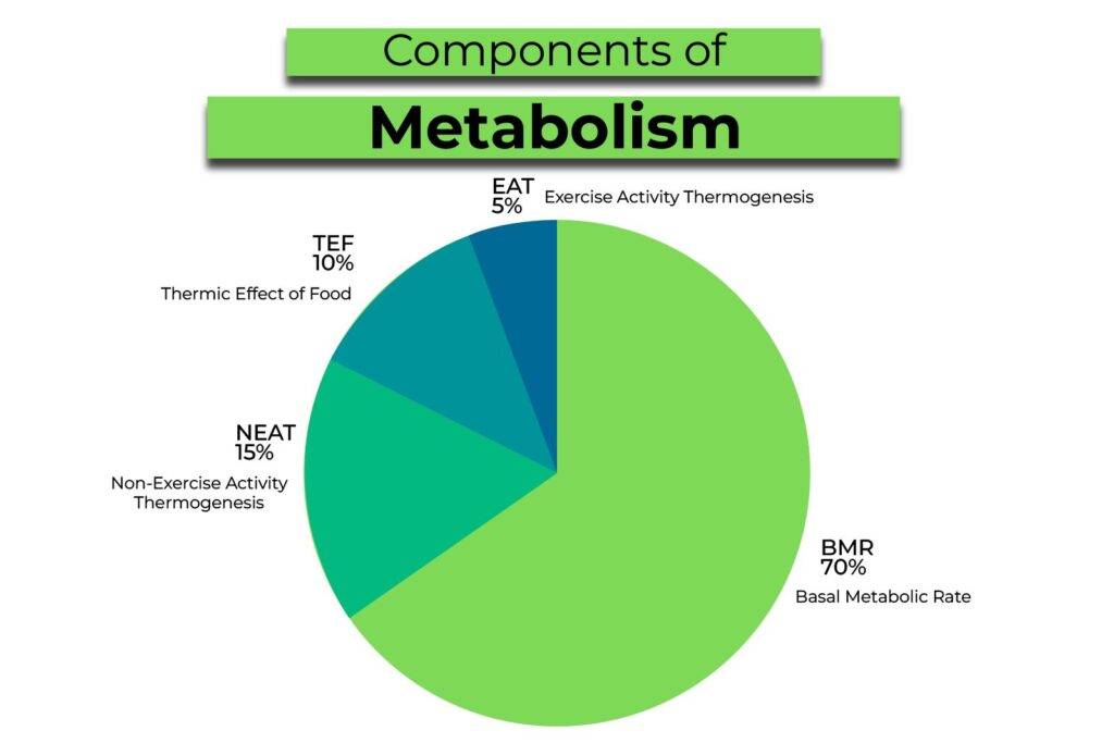 Componentes del metabolismo, Lida Green, Lipovon, Meizimax